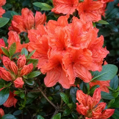 Рододендрон Geisha Orange фото