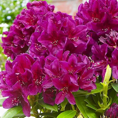 Рододендрон Polarnacht фото