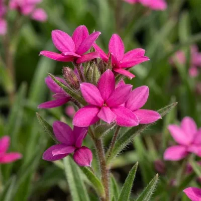Родогипоксис Tetra Pink фото