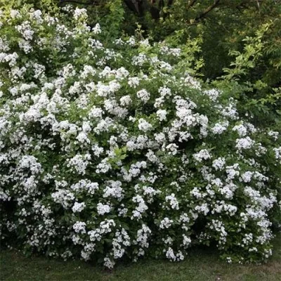Шиповник многоцветковый фото