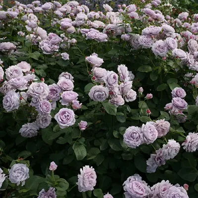 Роза Novalis фото