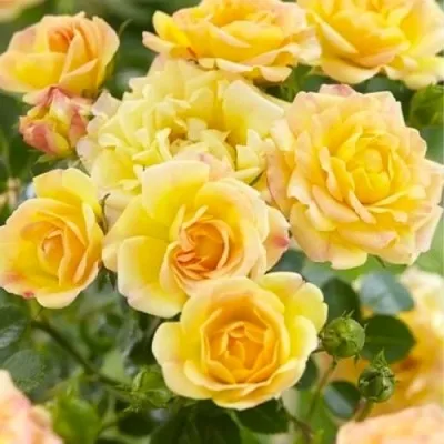 Роза штамбовая Gold Fairy фото