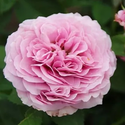 Роза штамбовая Lavender Ice фото