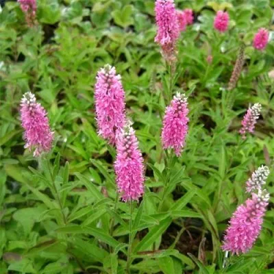 Вероника Spicata Rosa Zwerg фото
