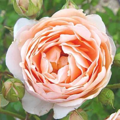 Роза Ambridge Rose фото