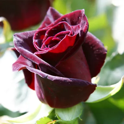Роза Black Baccara фото