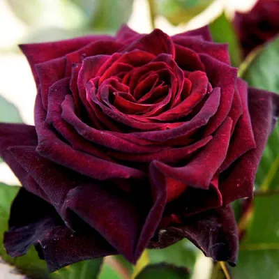 Роза Black Baccara фото