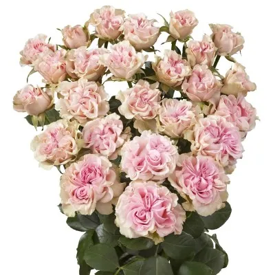 Роза бордюрная Sweet Flow фото