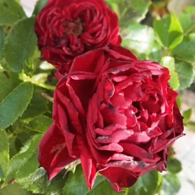 Роза Claret Pixie фото