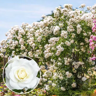 Роза плетистая Iceberg фото