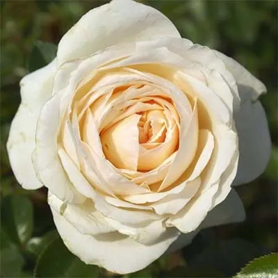 Роза Cream Abundance фото