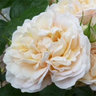 Роза Cream Marie Curie фото
