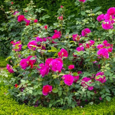 Роза Gabriel Oak фото
