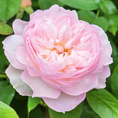 Роза Gentle Hermione фото