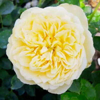 Роза Lemon Vaza фото