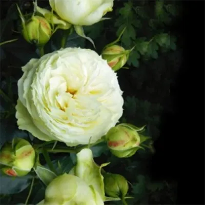 Роза Lemon Rokoko фото