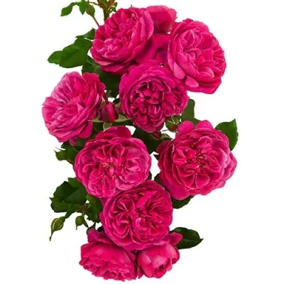 Роза Magic Romanza фото