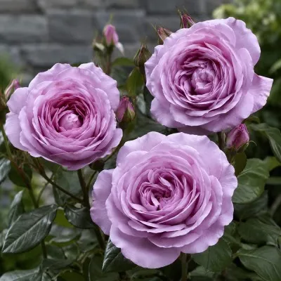 Роза Novalis фото