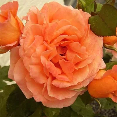 Роза Orange Meilove фото
