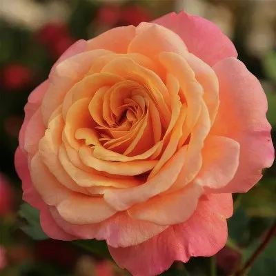Роза Peach Melba фото
