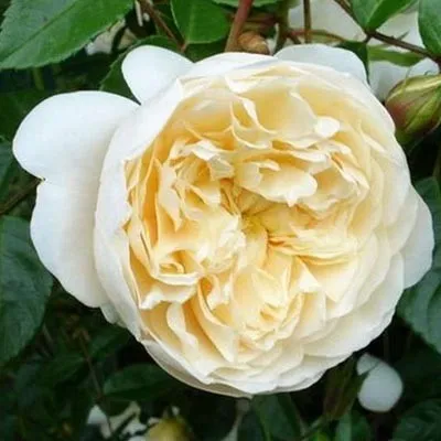 Роза Perpetually yours фото