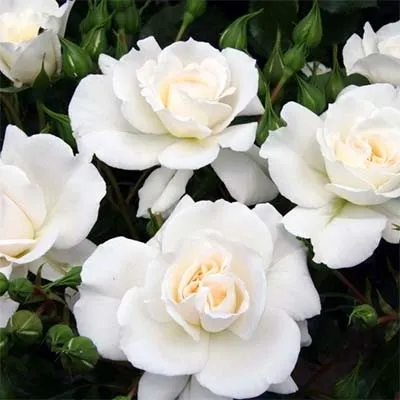 Роза Petticoat фото