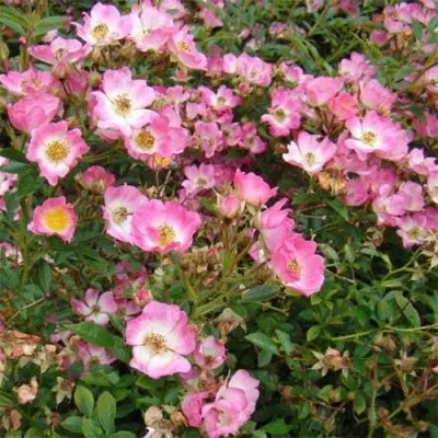 Роза Pink Spray фото