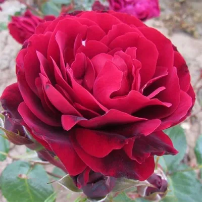 Роза Red Abundance фото