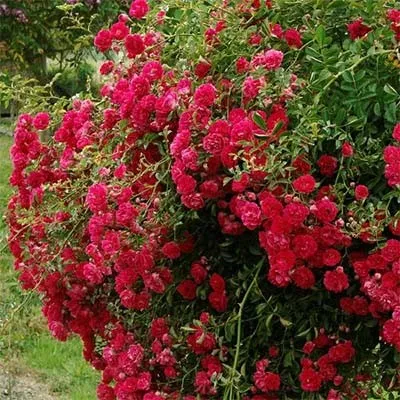 Роза Rote The Fairy фото