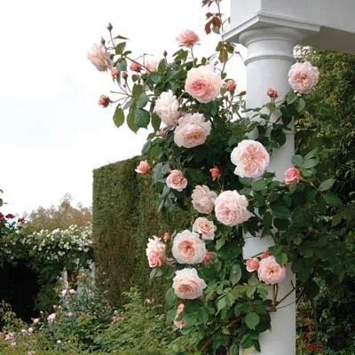 Роза Shropshire Lad фото