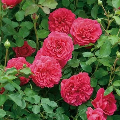 Роза Sir John Betjeman фото