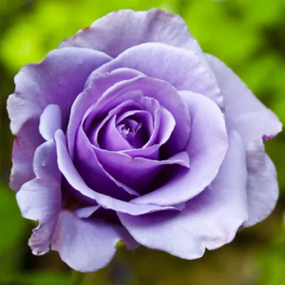 Роза штамбовая Blue Nile фото