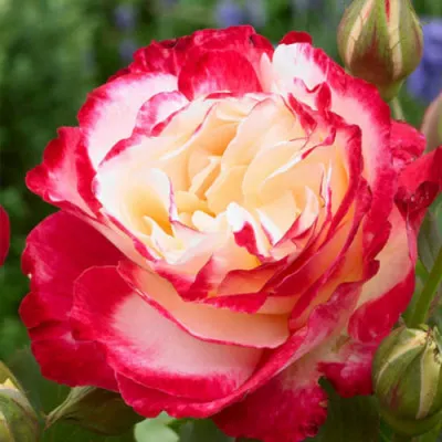 Роза штамбовая Double Delight фото