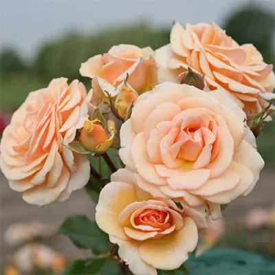 Роза Sweet Honey фото