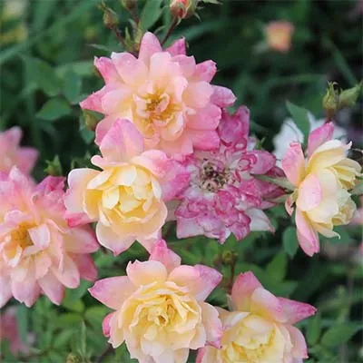 Роза Tricolor Fairy фото