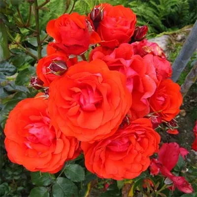 Роза Trumpeter фото