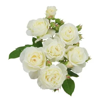 Роза White Romanza фото