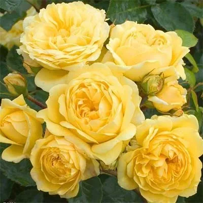 Роза Yellow Meilove фото