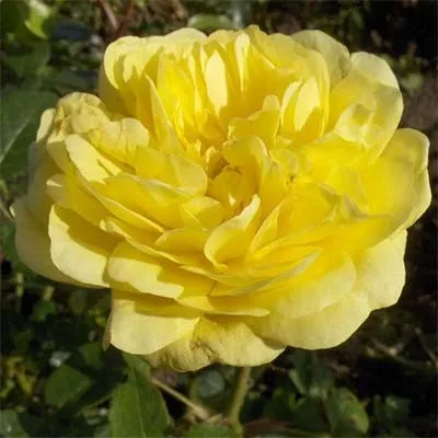 Роза Yellow Meilove фото