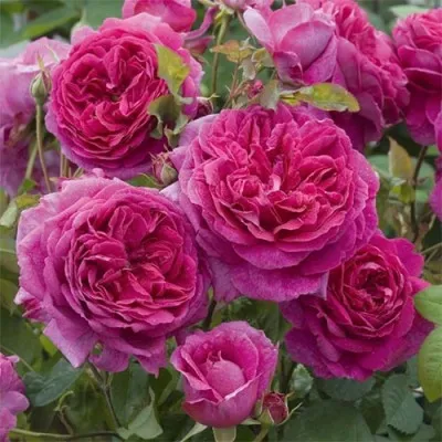 Роза Young Lycidas фото