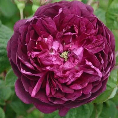 Роза Cardinal De Richelieu фото