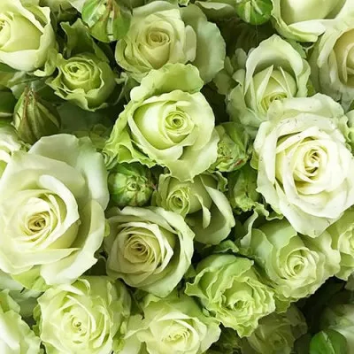 Роза бордюрная Green Glow фото