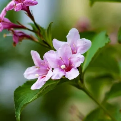 Вейгела Rosea фото