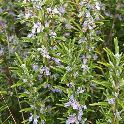 Розмарин Officinalis фото