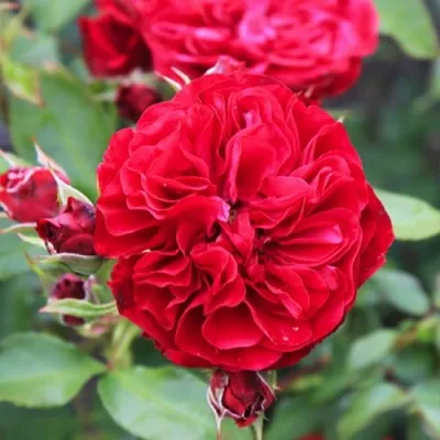 Роза Rouge Meilove фото