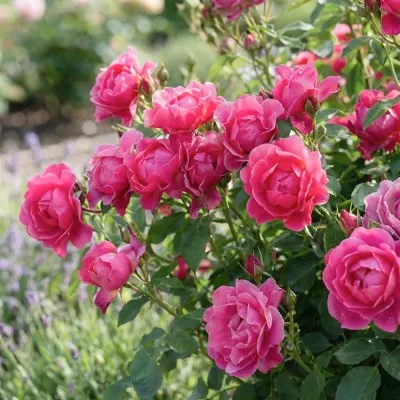 Роза Pink Forest Rose фото