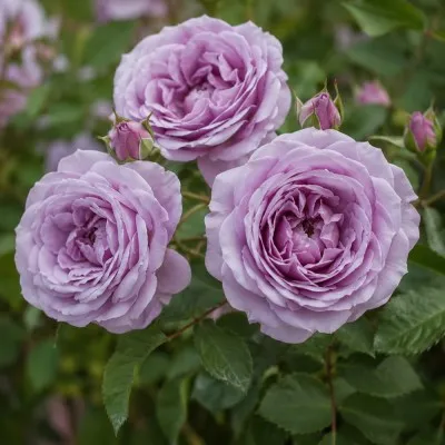 Роза штамбовая Novalis фото