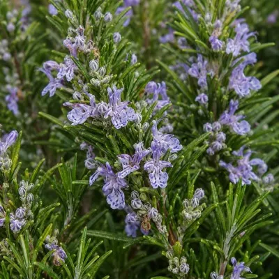 Розмарин Officinalis фото