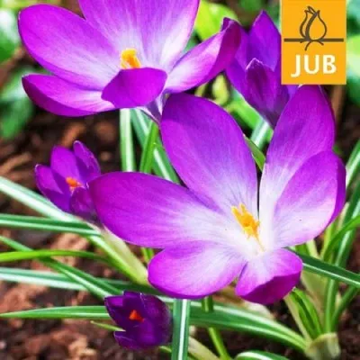 Крокус Ruby Giant (Брендовые луковицы Jub Holland) фото