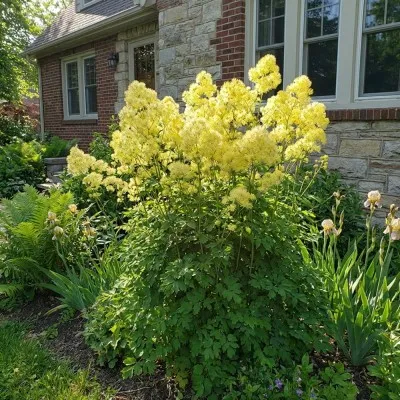 Василистник Thalictrum Flavum фото